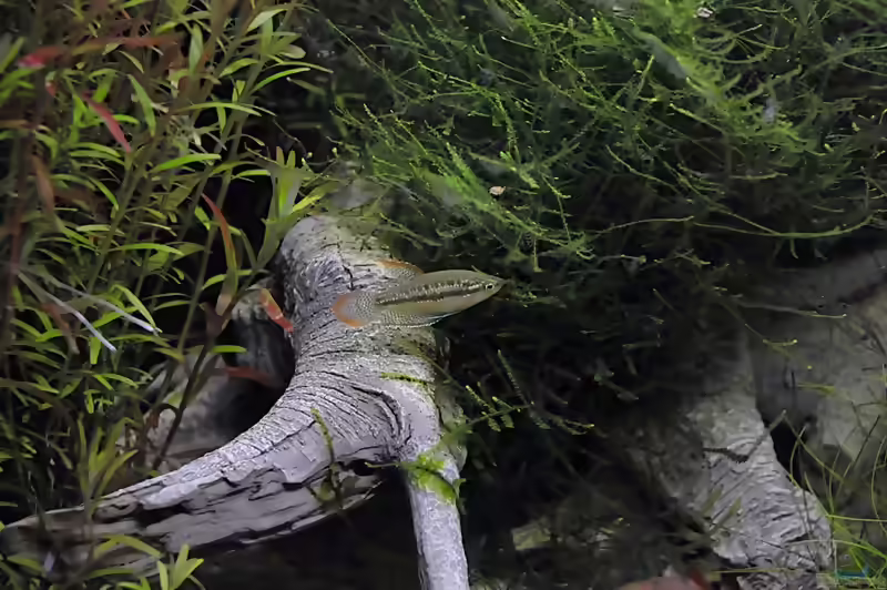 Taxiphyllum alternans im Aquarium (Einrichtungsbeispiele mit Taiwan-Moos)