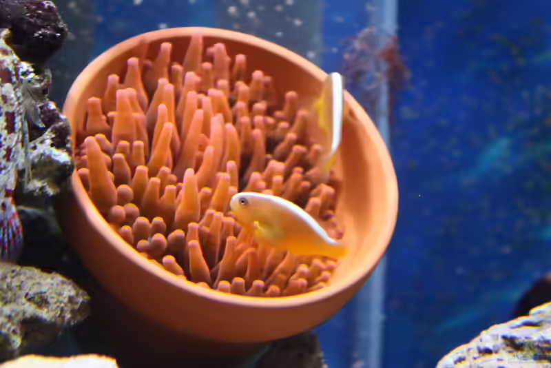 Amphiprion sandaracinos im Aquarium halten (Einrichtungsbeispiele für Oranger Weißrücken-Anemonenfisch)