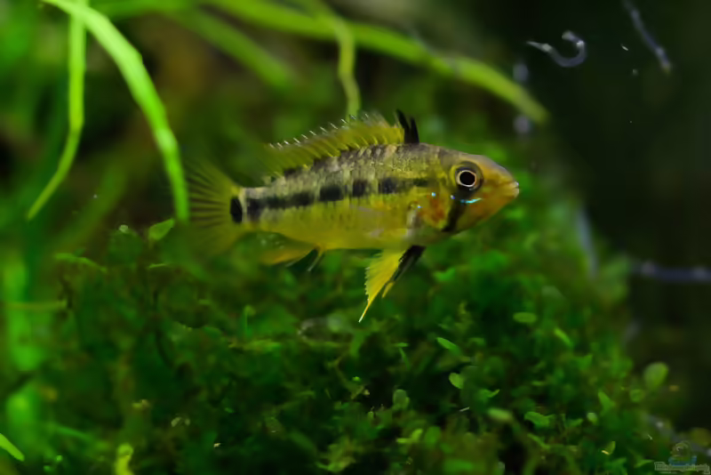 Aquarien mit Apistogramma gossei (Einrichtungsbeispiele für Gosses Zwergbuntbarsch)