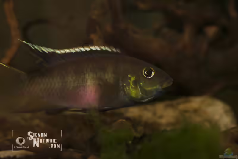 Aquarien mit Benitochromis nigrodorsalis