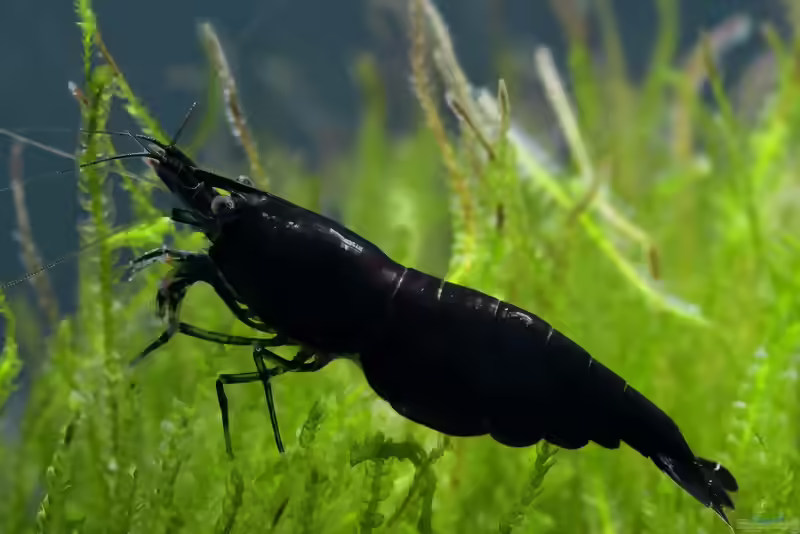 Aquarien mit Black Sakura Garnelen (Neocaridina davidi)