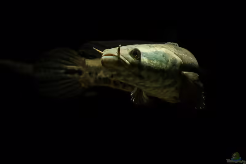 Aquarien mit Channa obscura (Dunkelbäuchiger Schlangenkopf)