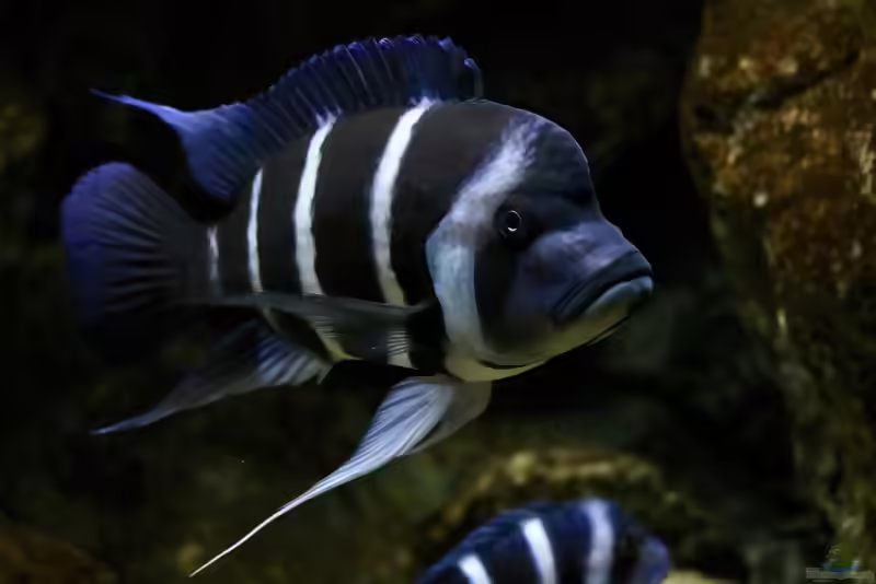 Aquarien mit Cyphotilapia gibberosa (Blauer Tanganjika-Beulenkopf)