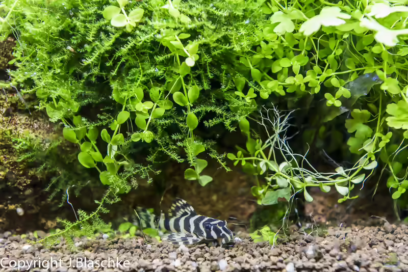 Aquarien mit Hypancistrus sp. "L 236" (Einrichtungsbeispiele für Iriri-Schmucklinienharnischwels)