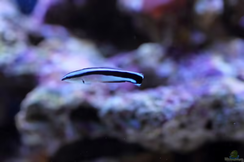 Aquarien mit Labroides dimidiatus (Putzerlippfisch)