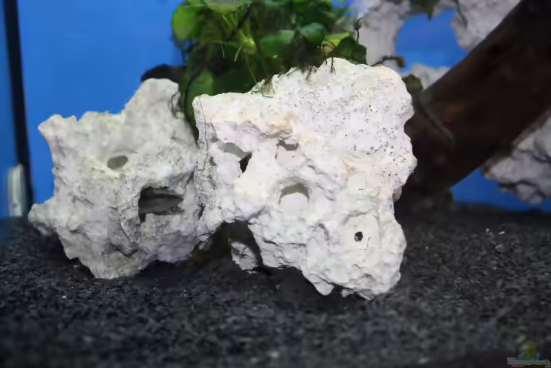 Aquarien mit Mastacembelus armatus (Einrichtungsbeispiele für Riesen-Stachelaal)