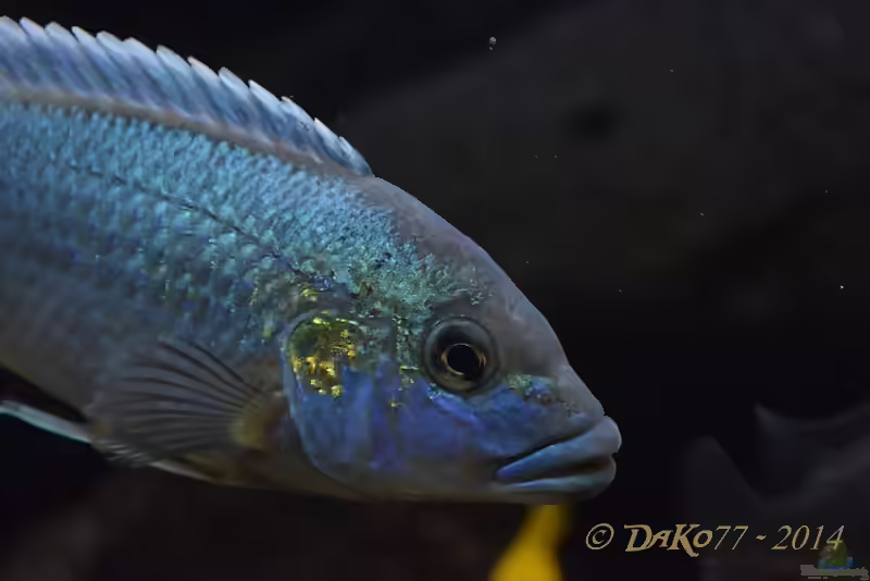 Aquarien mit Melanochromis lepidiadaptes (Einrichtungsbeispiele für Melanochromis sp. "northern blue")