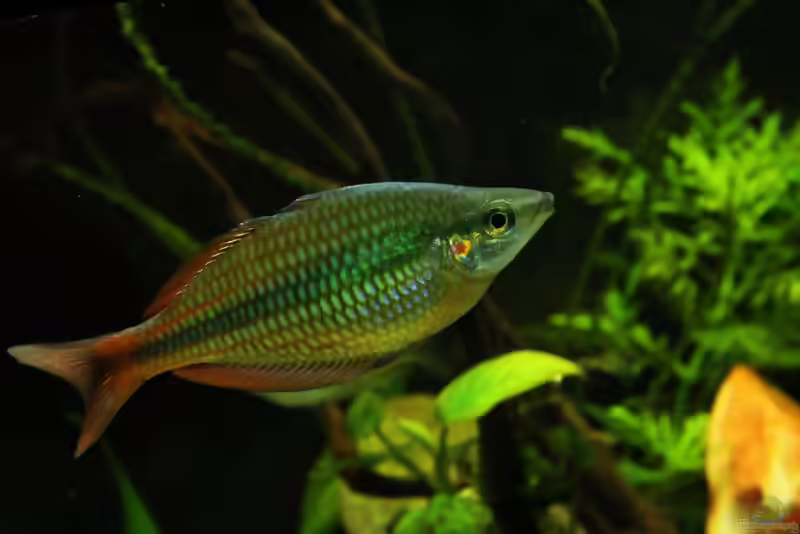 Aquarien mit Melanotaenia trifasciata (Juwelen-Regenbogenfisch)