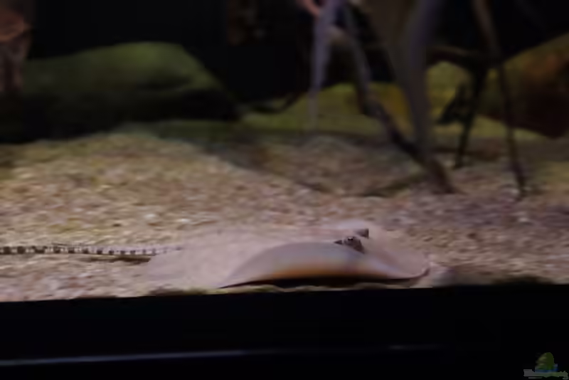 Aquarien mit Potamotrygon scobina (Scobina-Rochen)