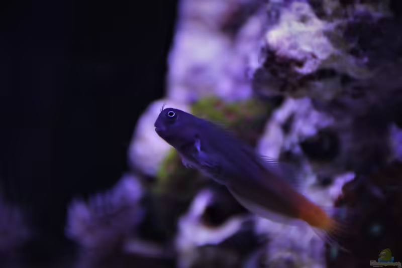 Aquarien mit Salarias ramosus (Schleimfisch)