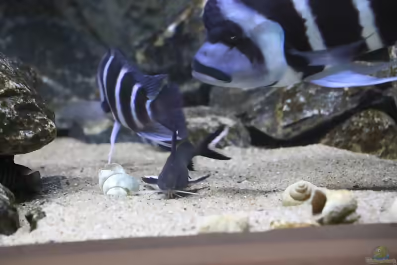 Aquarien mit Synodontis granulosus