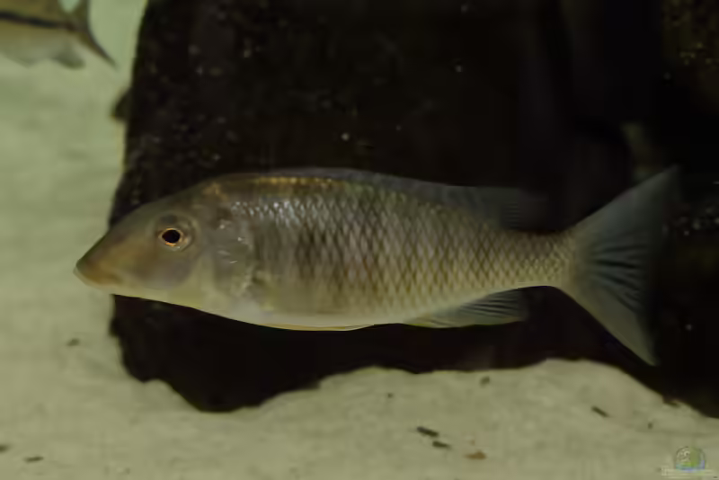 Aquarien mit Taeniolethrinops praeorbitalis