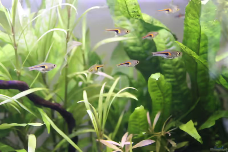 Aquarien mit Trigonostigma hengeli (Hengels Keilfleckbärbling)