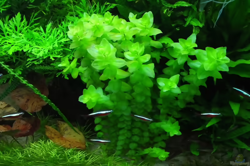 Bacopa caroliniana im Aquarium (Einrichtungsbeispiele mit Großes Fettblatt)