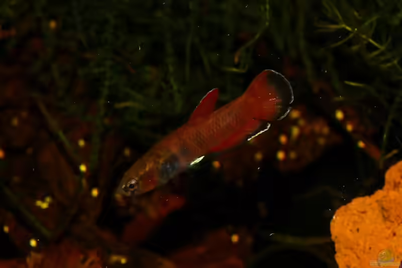 Betta channoides im Aquarien halten (Einrichtungsbeispiele mit Schlangenkopfkampffisch)