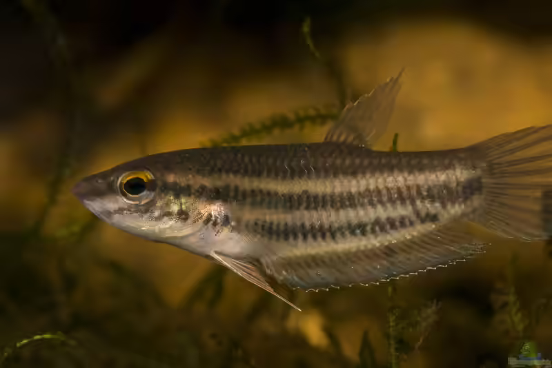 Betta prima im Aquarium halten (Einrichtungsbeispiele für Betta prima )