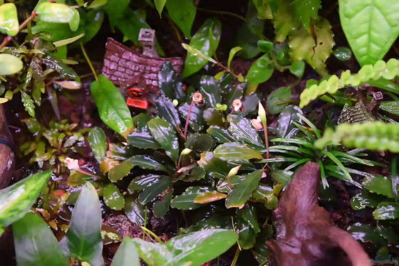 Bucephalandra Deep Purple im Aquarium pflegen (Einrichtungsbeispiele für Bucephalandra Deep Purple)