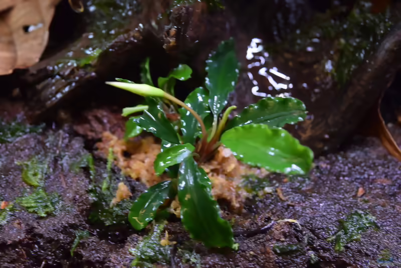 Bucephalandra sp. Green Velvet im Aquarium pflegen (Einrichtungsbeispiele für Bucephalandra sp. Green Velvet)