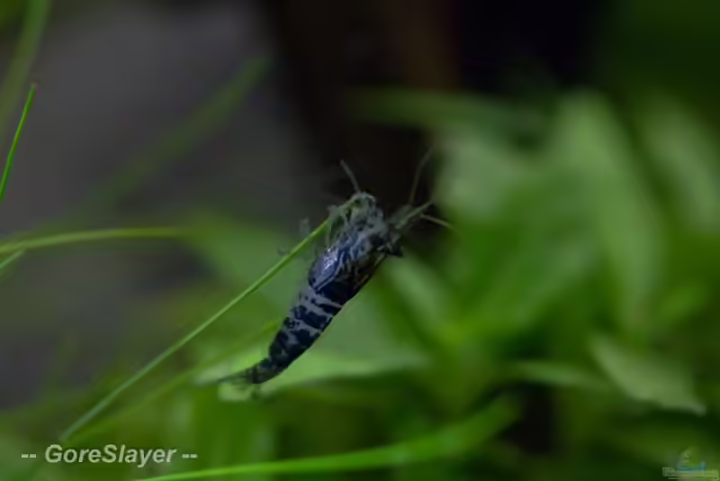Carbon Rili Garnele im Aquarium halten (Einrichtungsbeispiele für Carbon Rili Garnelen)