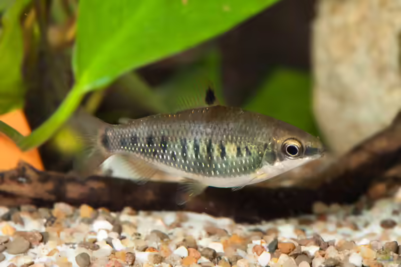 Distichodus decemmaculatus im Aquarium halten (Einrichtungsbeispiele für Zehnfleck-Geradsalmler)