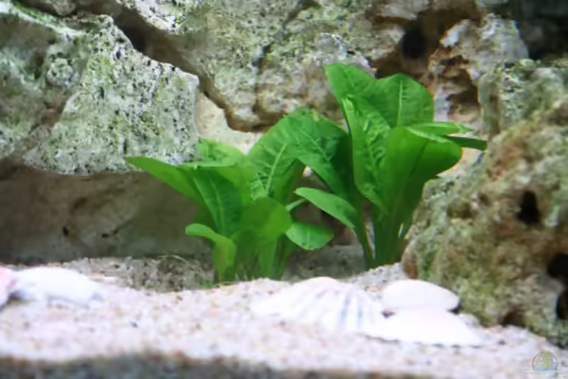 Echinodorus parviflorus im Aquarium pflegen (Einrichtungsbeispiele für Schwarze Amazonas-Schwertpflanze)