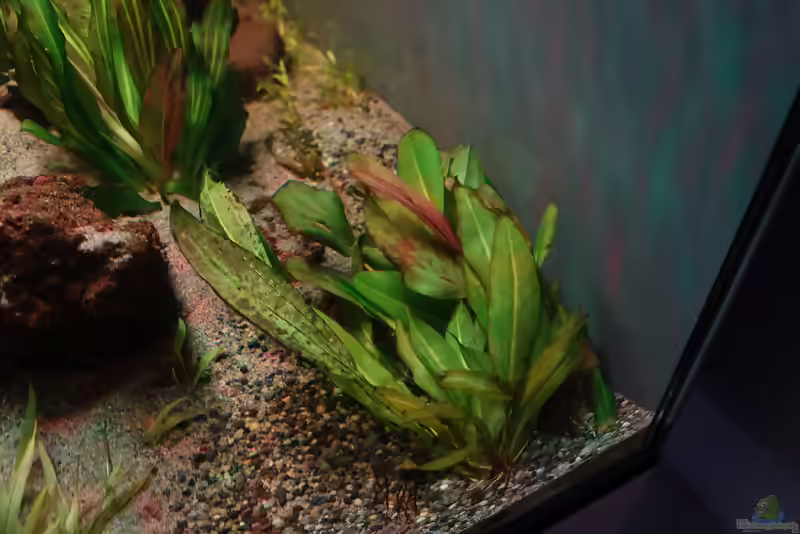 Echinodorus quadricostatus im Aquarium pflegen (Einrichtungsbeispiele für Zwerg-Schwertpflanze)