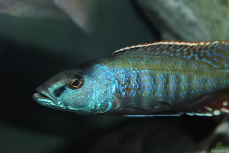 Einrichtungsbeispiele für die Haltung von Champsochromis spilorhynchus im Aquarium