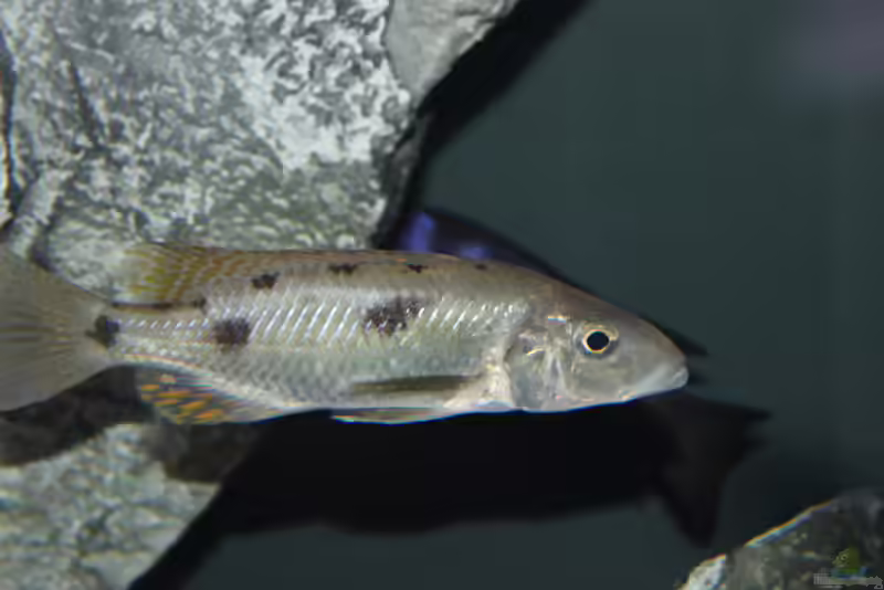 Einrichtungsbeispiele für Stigmatochromis pholidophorus