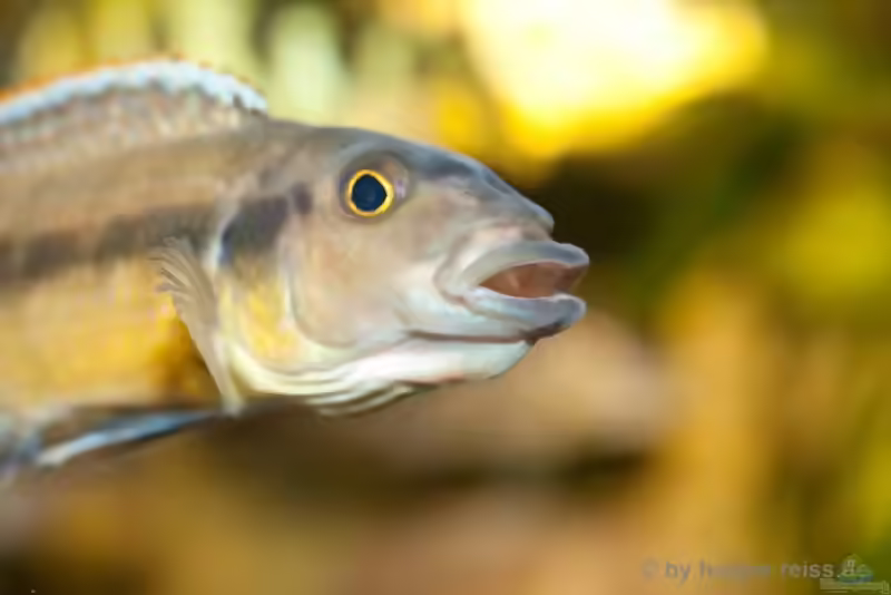 Einrichtungsbeispiele für Taeniochromis holotaenia