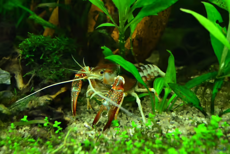 Einrichtungsbeispiele mit Procambarus clarkii (Roter Amerikanischer Sumpfkrebs)
