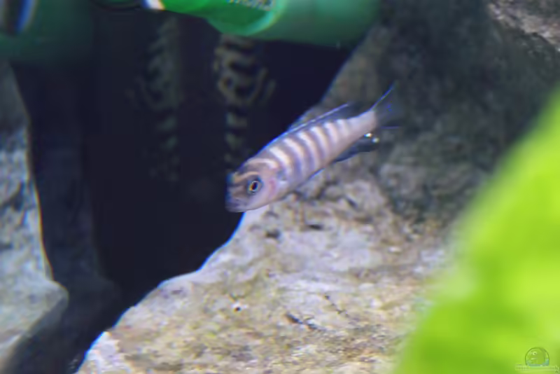 Einrichtungsbeispiele mit Pseudotropheus flavus