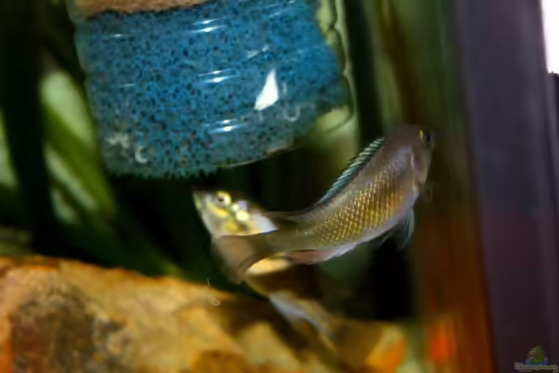 Harpagochromis sp. "orange rock hunter" im Aquarium (Einrichtungsbeispiele für Harpagochromis sp. "orange rock hunter")