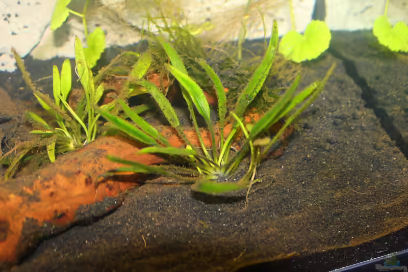 Helanthium tenellum im Aquarium (Einrichtungsbeispiele mit Grasartige Zwergschwertpflanze)
