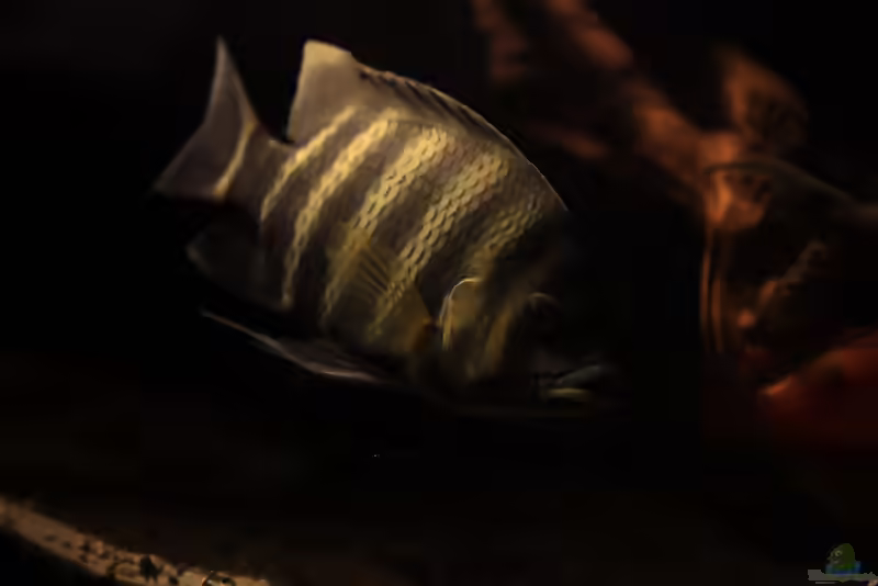 Heterotilapia buttikoferi im Aquarium (Einrichtungsbeispiele für Heterotilapia buttikoferi)