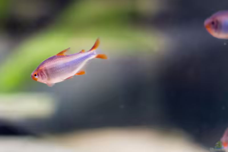 Hyphessobrycon wadai im Aquarium (Einrichtungsbeispiele für Brombeer Salmler)