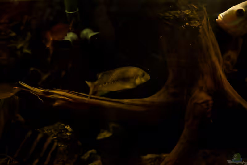 Konia eisentrauti im Aquarium (Einrichtungsbeispiele für Konia eisentrauti)