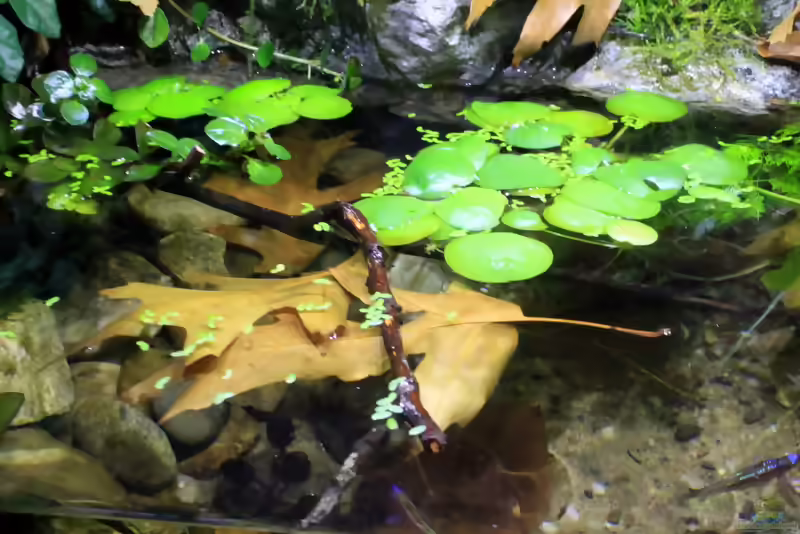 Limnobium laevigatum im Aquarium (Einrichtungsbeispiele mit Amerikanischer Froschbiss)