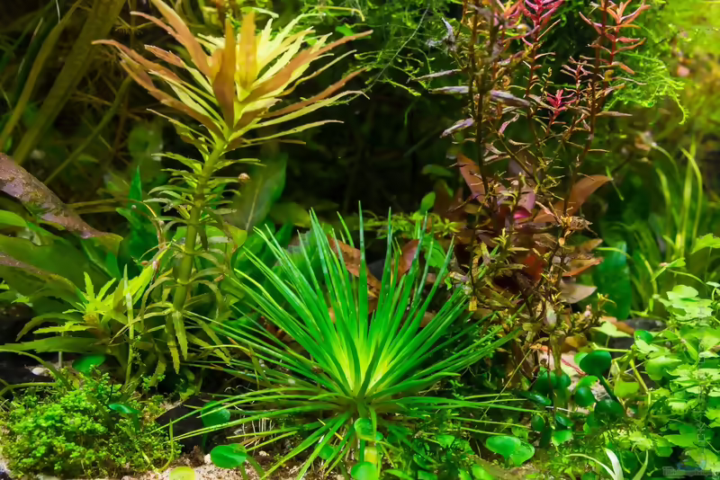 Limnophila hippuridoides im Aquarium pflanzen (Einrichtungsbeispiele mit Tannenwedelähnlicher Sumpffreund)