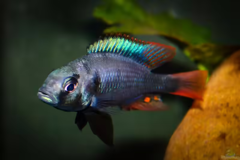 Lithochromis rubripinnis im Aquarium (Einrichtungsbeispiele für Lithochromis rubripinnis)