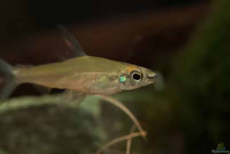 Monostichodus lootensi im Aquarium halten (Einrichtungsbeispiele für Monostichodus lootensi)
