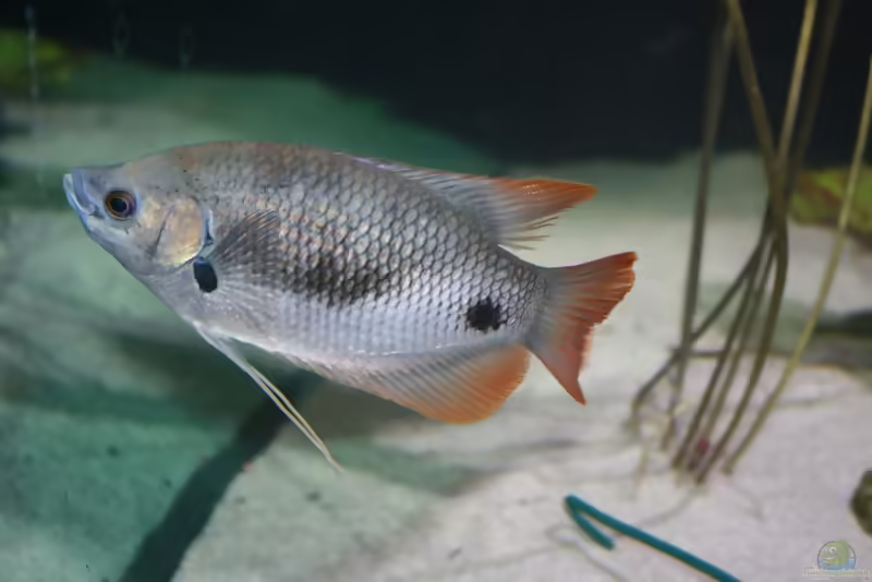 Osphronemus laticlavius im Aquarium halten (Einrichtungsbeispiele für Roter Riesengurami)