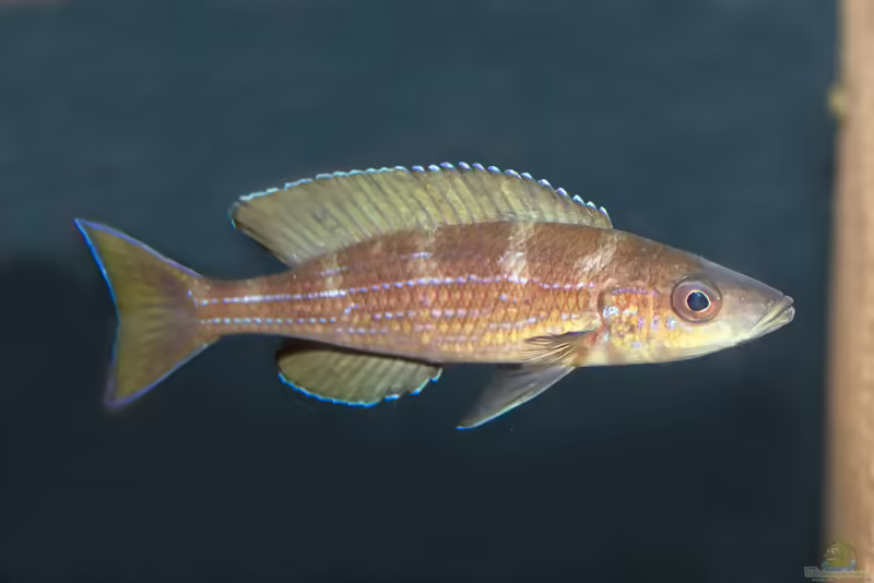 Paracyprichromis brieni im Aquarium halten (Einrichtungsbeispiele für Paracyprichromis brieni)