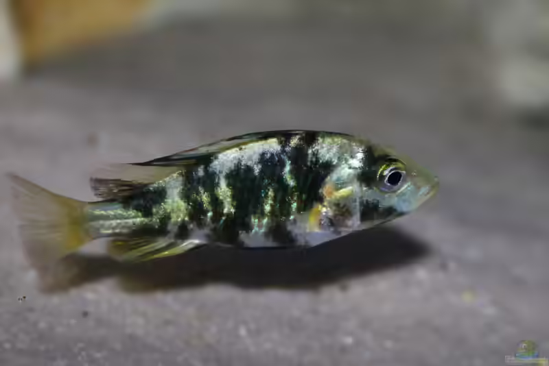 Paralabidochromis chromogynos im Aquarium (Einrichtungsbeispiele für Paralabidochromis chromogynos)
