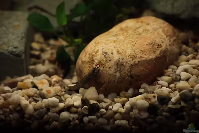 Parasicydium bandama im Aquarium halten (Einrichtungsbeispiele für Parasicydium bandama)