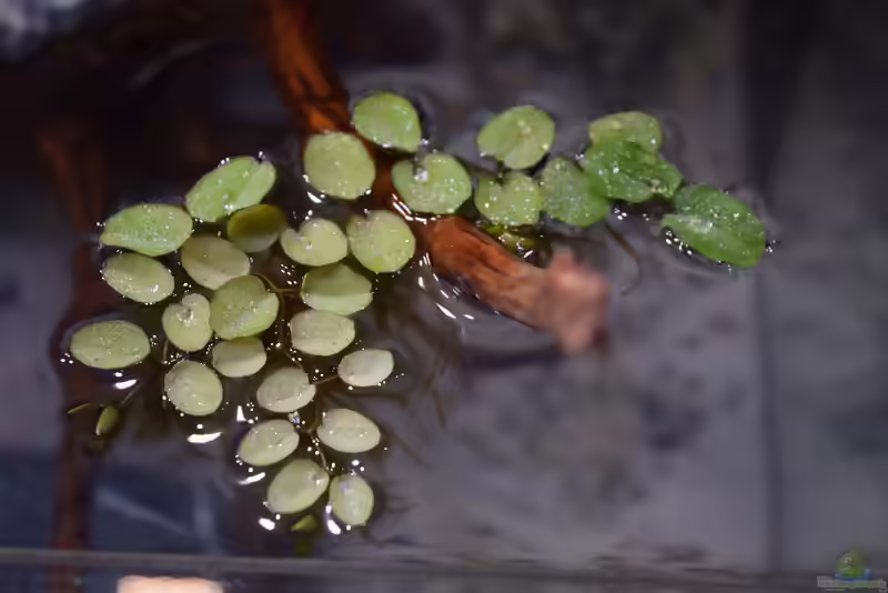 Salvinia natans im Aquarium (Einrichtungsbeispiele mit Gemeiner Schwimmfarn)