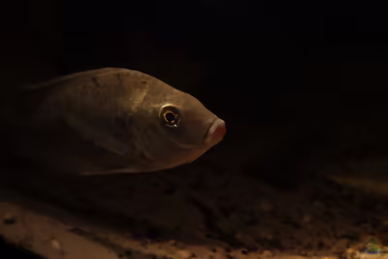Sarotherodon galilaeus im Aquarium halten (Einrichtungsbeispiele für Prachtmaulbrüter)
