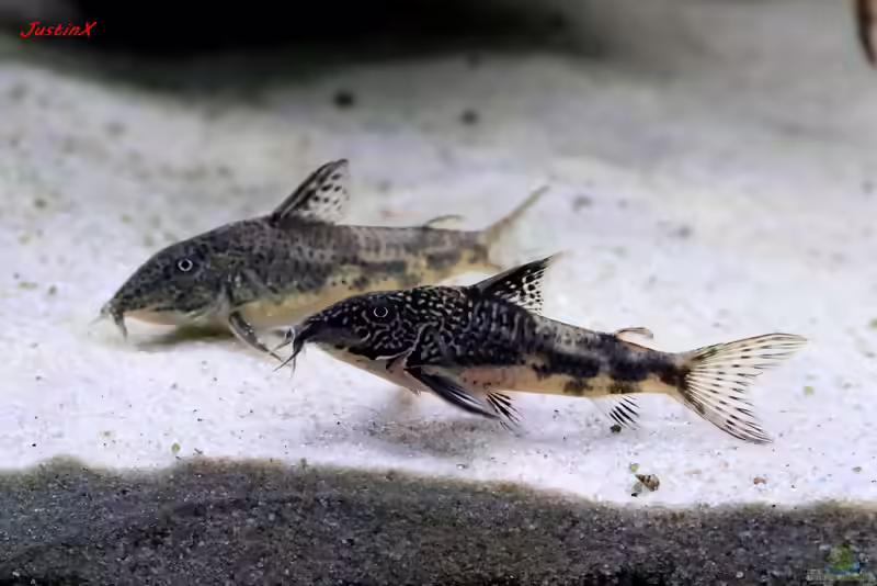 Scleromystax barbatus im Aquarium halten (Einrichtungsbeispiele für Schabracken-Panzerwels)