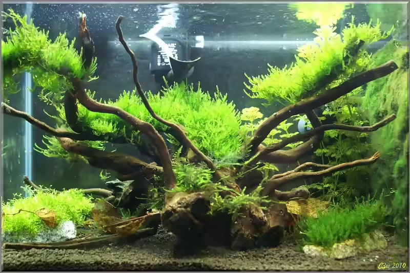 Taxiphyllum spec. Triangelmoos im Aquarium (Einrichtungsbeispiele mit Triangelmoos)
