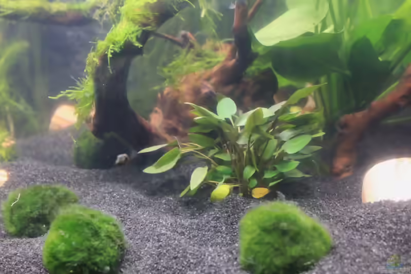 Walkers Wasserkelch im Aquarium pflegen (Einrichtungsbeispiele für Cryptocoryne walkeri)