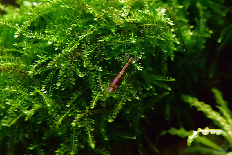 Weeping Moss im Aquarium (Einrichtungsbeispiele mit Vesicularia ferriei)